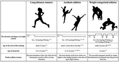 Differential Risks of the Duration and Degree of Weight Control on Bone Health and Menstruation in Female Athletes